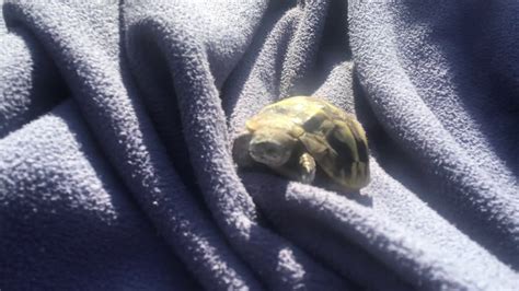 tortoise hatchlings outside.